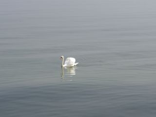 ein Schwan schwimmt mit aufgerichteten Flgeln grazis im Wasser