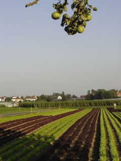 Salatfeld unter einem Apfelbaum