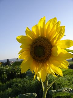 eine Sonnenblume