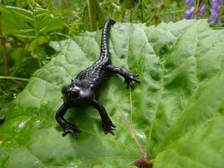 Alpensalamander