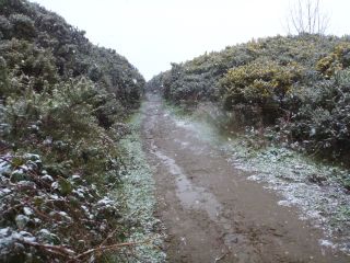 blhendes Ginsterdickicht im Schnee