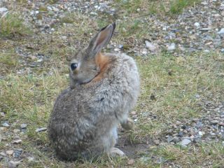 Kaninchen