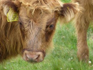 noch ein haariges Kalb