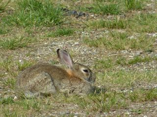 Kaninchen in der Sonne