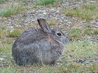 Nasses Kaninchen