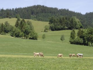 Allguer Landschaft