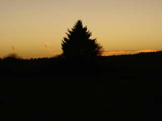 Baum im Sonnenuntergang