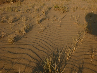 Windriffeln im Sand