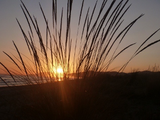 Strandgrassilouette vor Sonnenuntergang