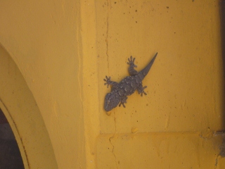 Mauergecko