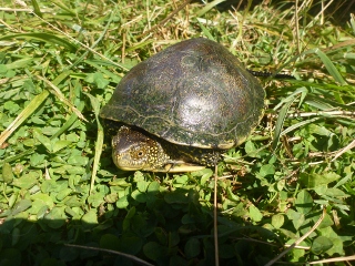 Landschildkrte