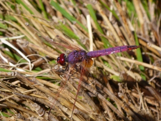 violette Libelle