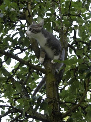 Flip, die Katze auf dem Baum