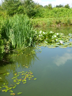 Gartenteich in Klappholz