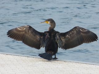 Kormoran