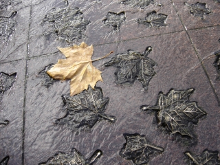 Ein Platanenblatt auf dem Canadian War Memorial