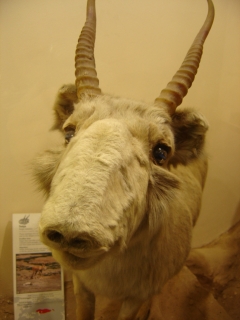 Saiga-Antilope