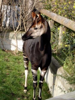 Okapi