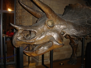 Triceratops