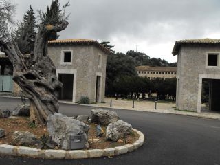 Olivenbaum vor dem Kloster