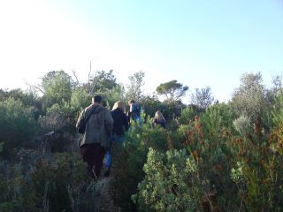 die ganze Meute im Wald