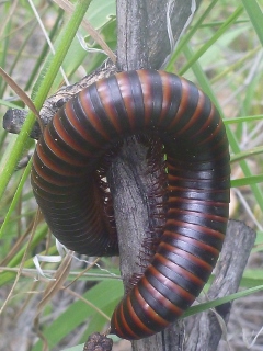 Riesentausenf��ler