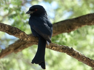 sch�ner schwarzer Vogel