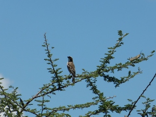 Vogel und Heuschrecke