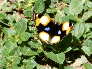 Junonia hierta