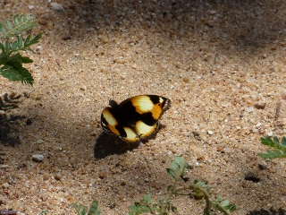 Junonia hierta