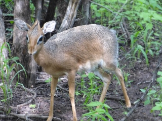Damara Dikdik