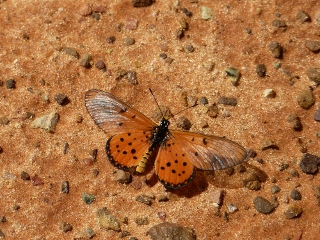 kleiner Schmetterling