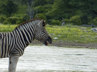 Zebra