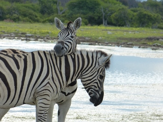 Zebras