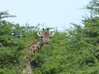 Giraffe