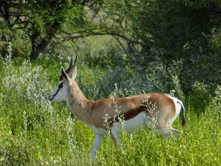Springbok