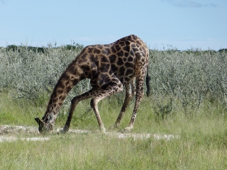 Giraffe trinkt