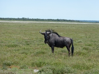 Gnu