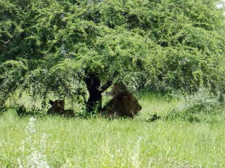 L�wen im  Schatten