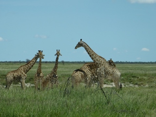 Giraffen