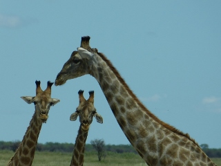 Giraffen