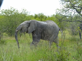 Elefant