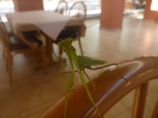 drohende Gottesanbeterin