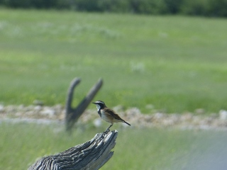 capped wheateater