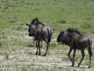 Gnus