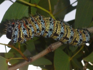 Mopane Wurm
