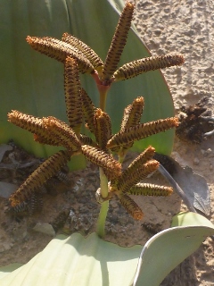 m�nnliche Welwitschia