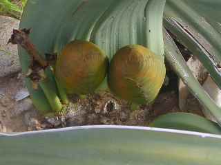 weibliche Welwitschia