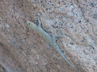Gecko
