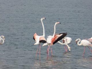 Flamingos